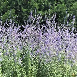 Russian sage with silver foliage