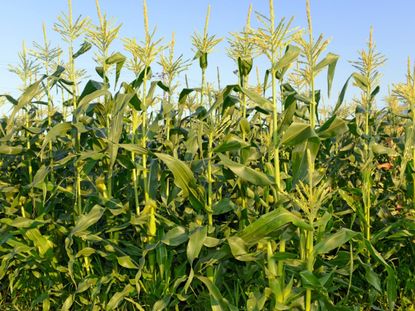 Field Of Corn Stalks