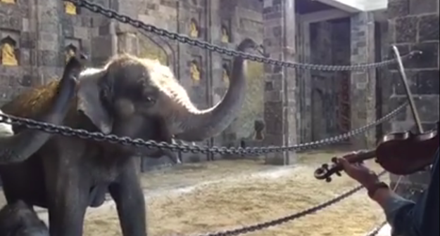 Elephants listening to classical music.