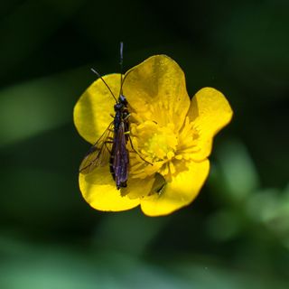 Close up of insect on creeping buttercup flower