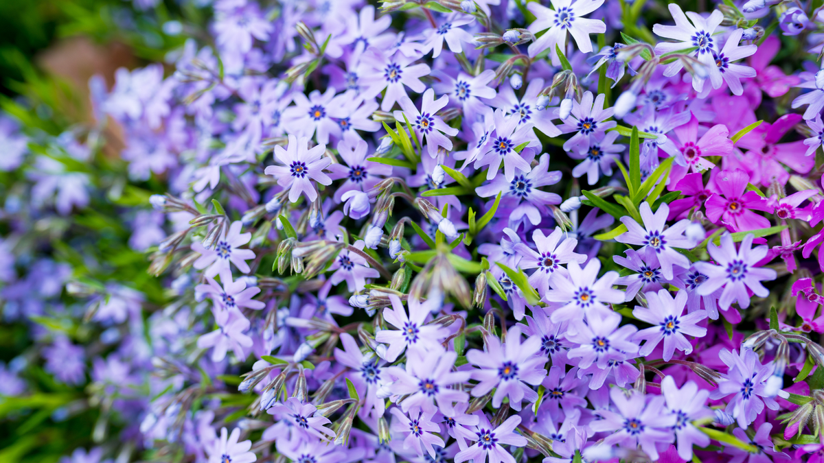 Say Hello To Your Birth Month Groundcover Plant – And The Meaning Behind Each One
