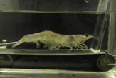 Scientists Put Shrimp on a Treadmill