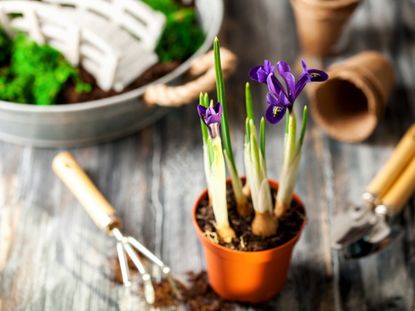 Purple iris flowers growing in a pot