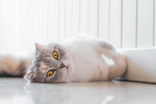 A cute scottish fold cat is lying on the floor