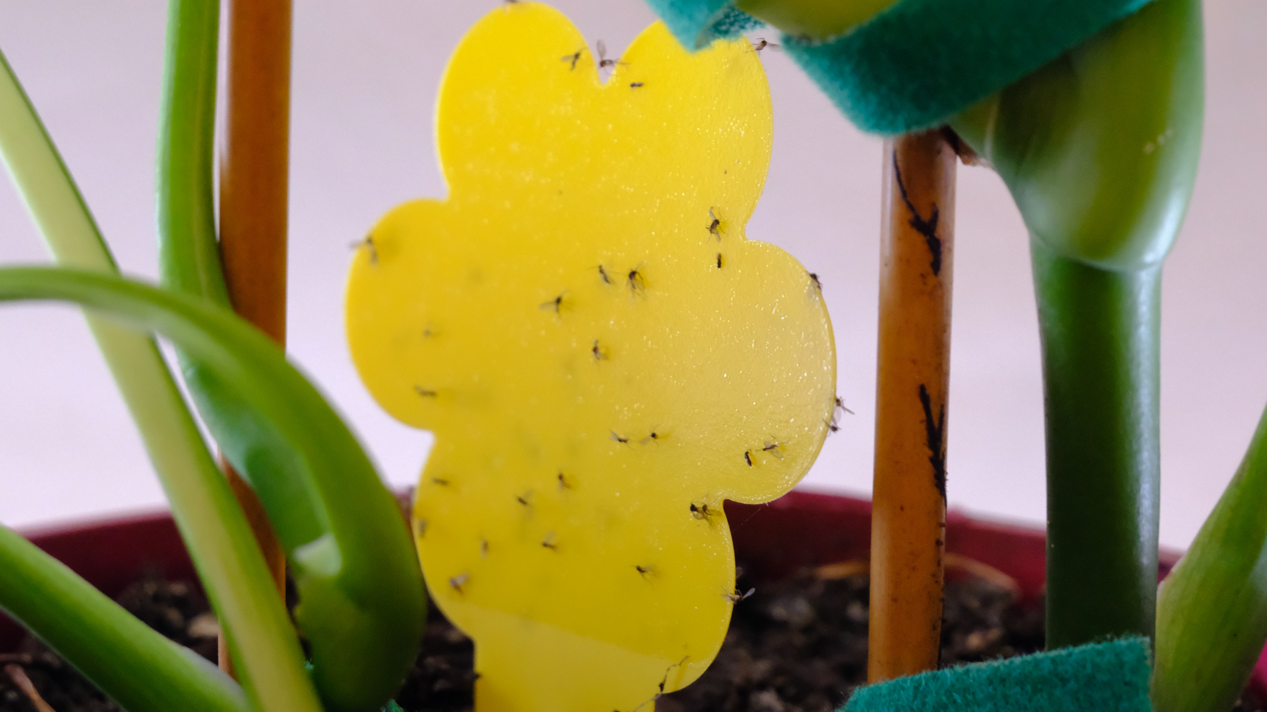 A sticky fly trap for fungus gnats