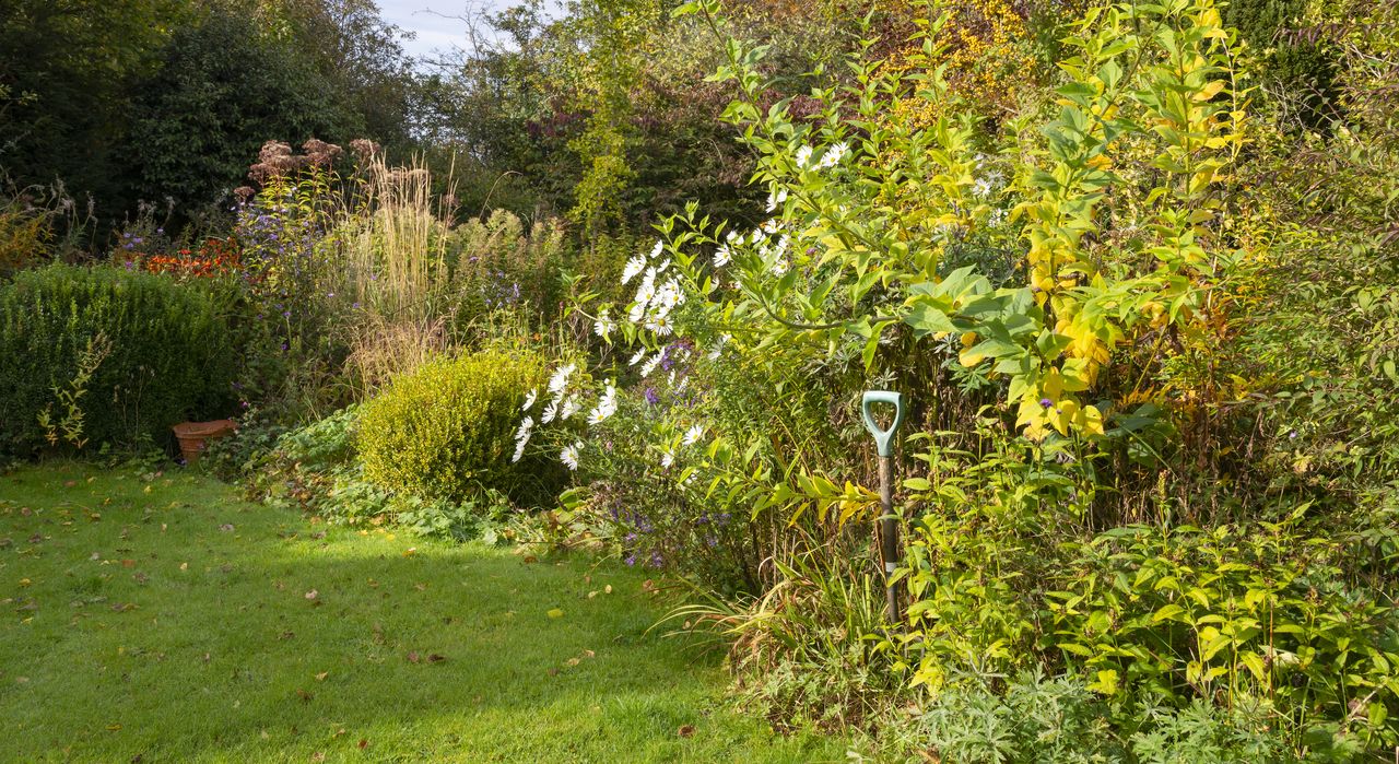 a lawn in the autumn