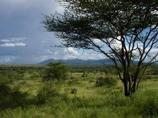 The spread of grassland, like this modern savanna in East Africa, may have set the stage for our ancestors to evolve distinctly human traits. 