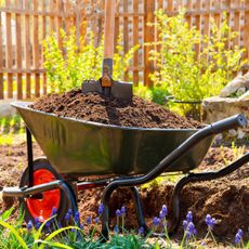 wheelbarrow full of compost in a spring garden
