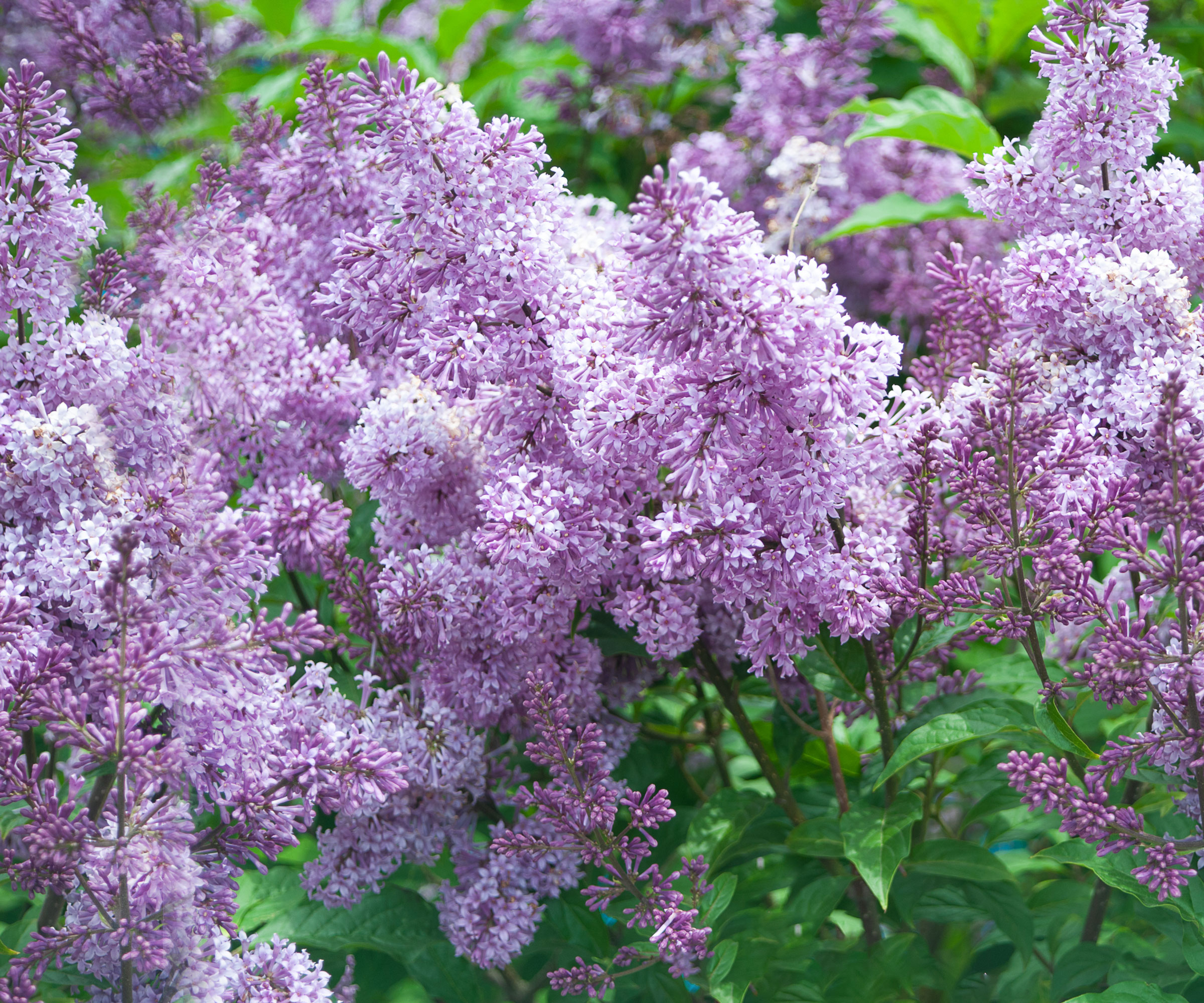 flowering lilac shrub growing in yard