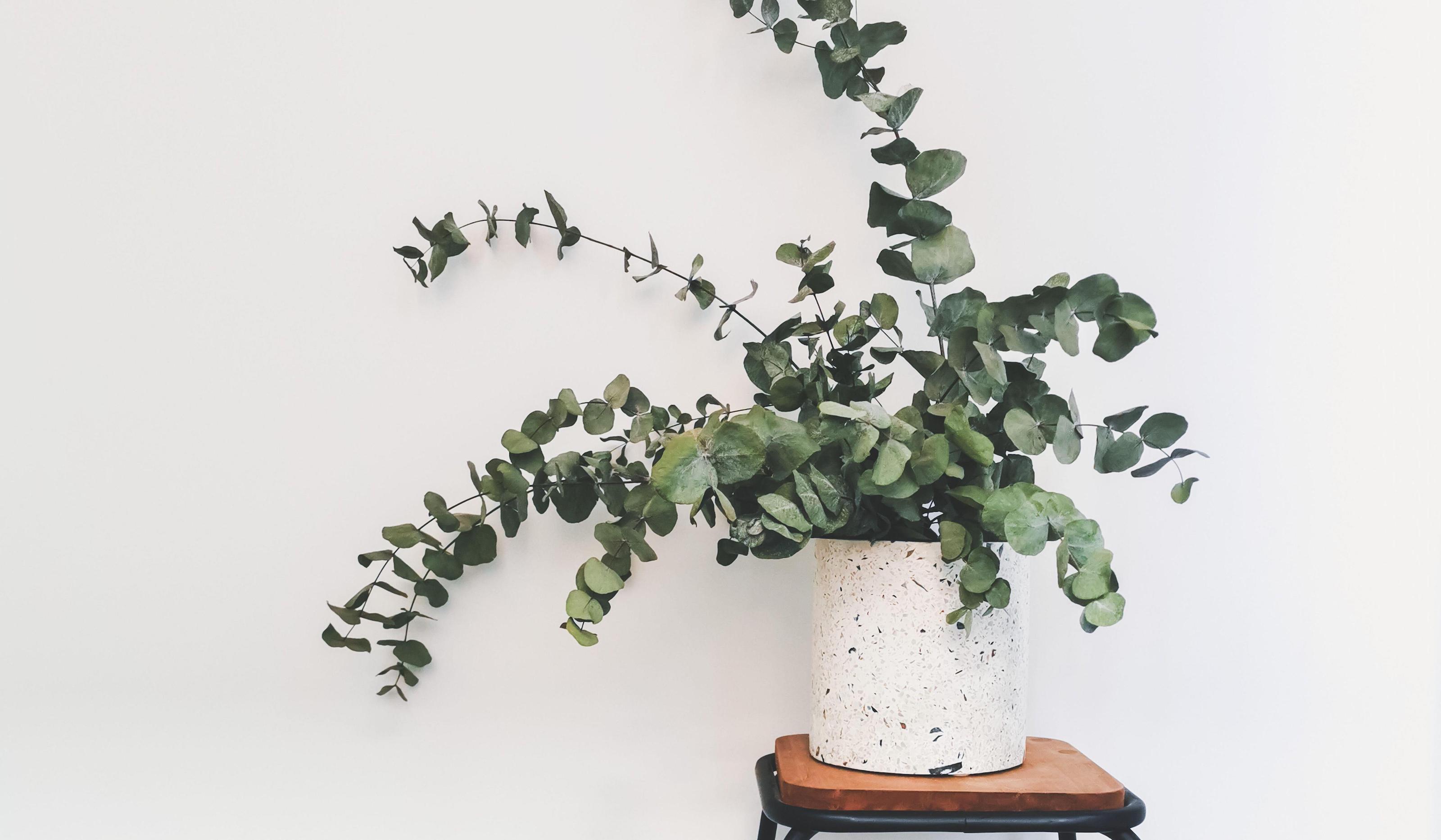 How To Dry Out Greenery