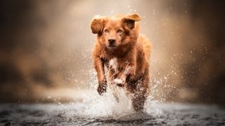 Nova Scotia Duck Tolling Retriever