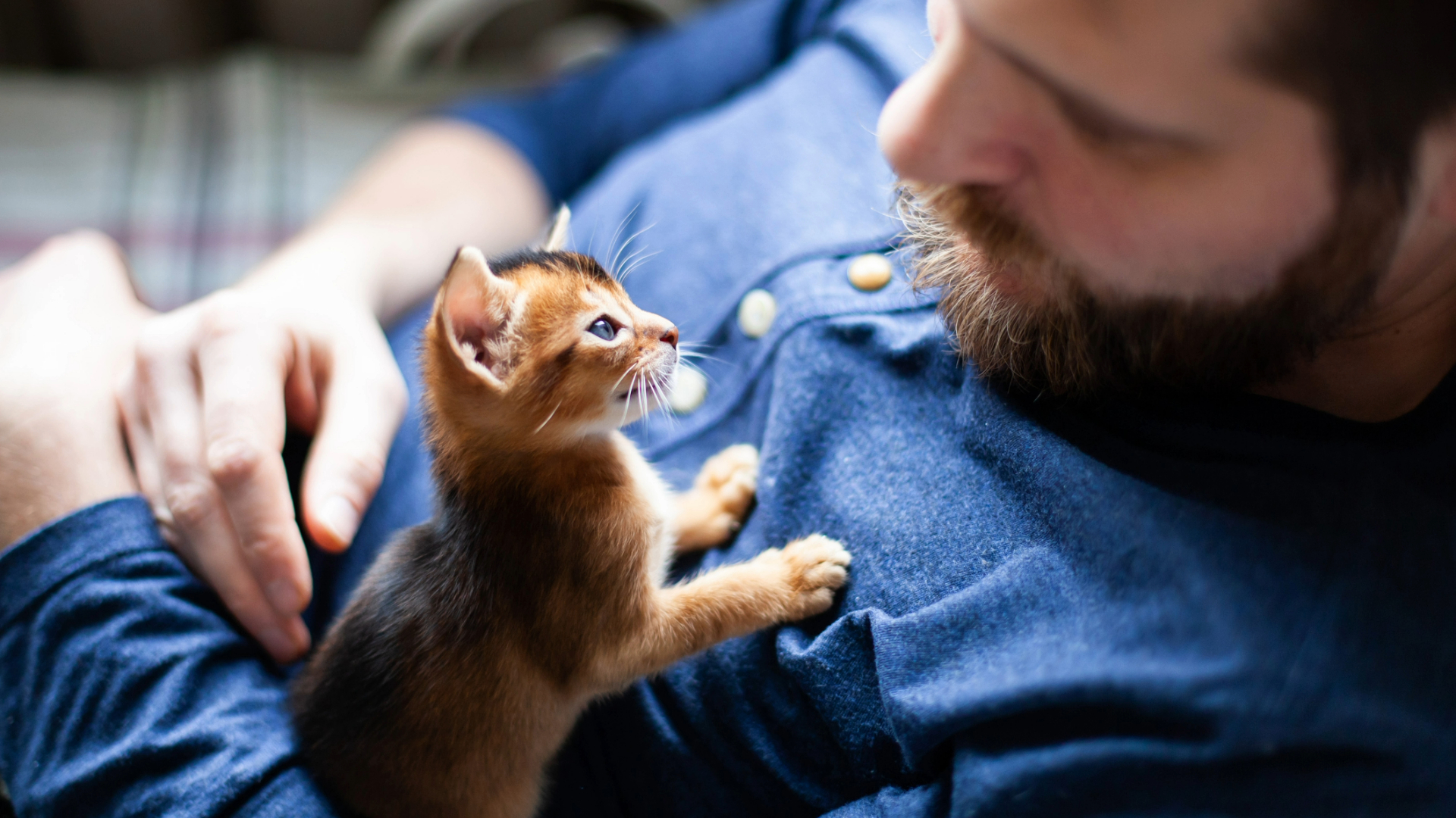 Cat lying on man's chest