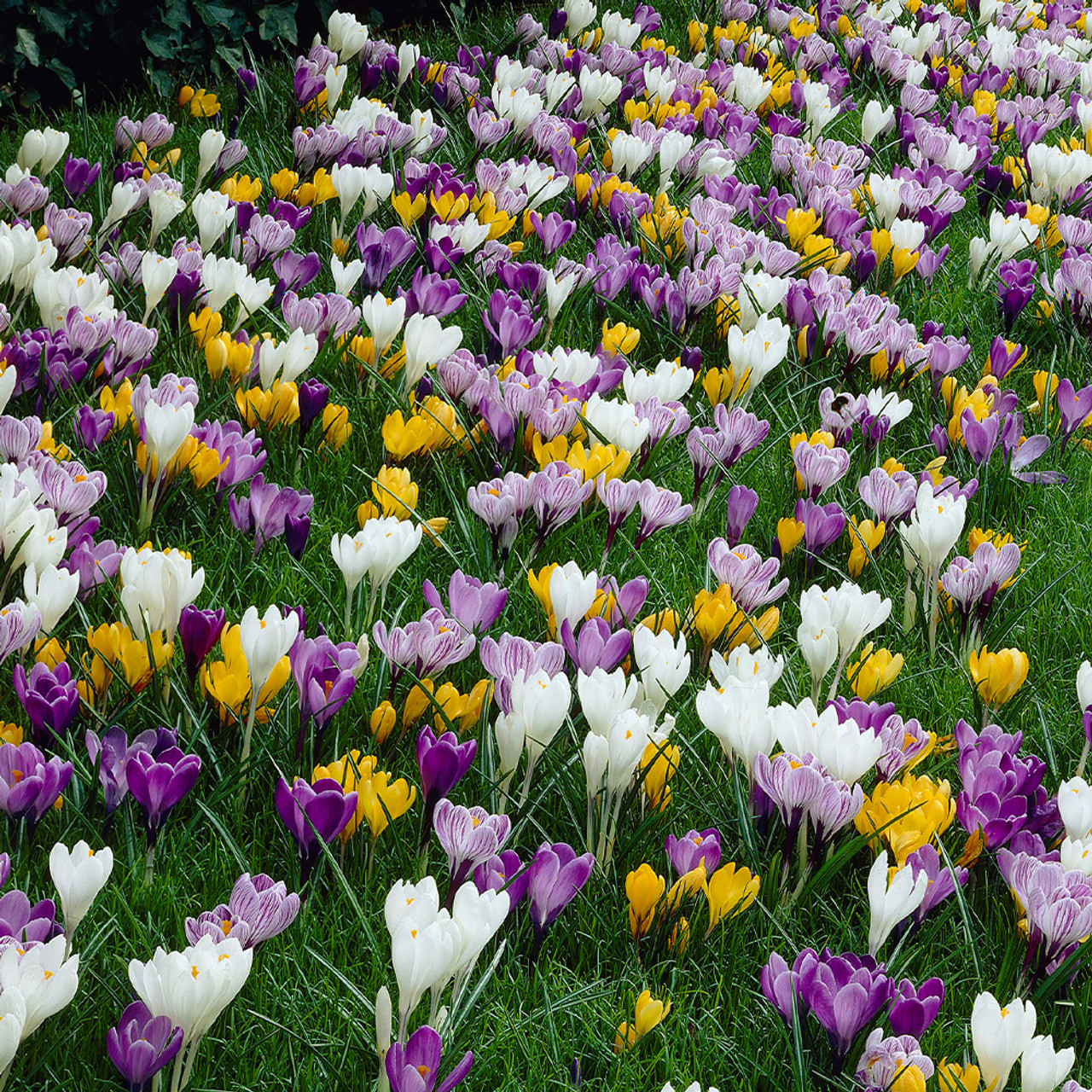 Crocus Large Flowering Mix 7/8