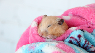 Hamster sleeping in a colourful blanket