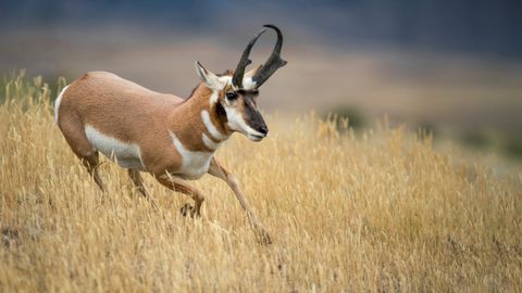 The world’s fastest animals | Live Science