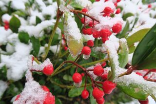 skimmia evergreen plant covered in red berries