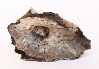 A fragment of the injured shoulder bone. Note the healed bone around the flint projectile tip.