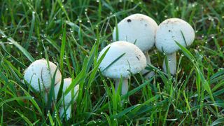 A close up of five mushrooms growing in the grass