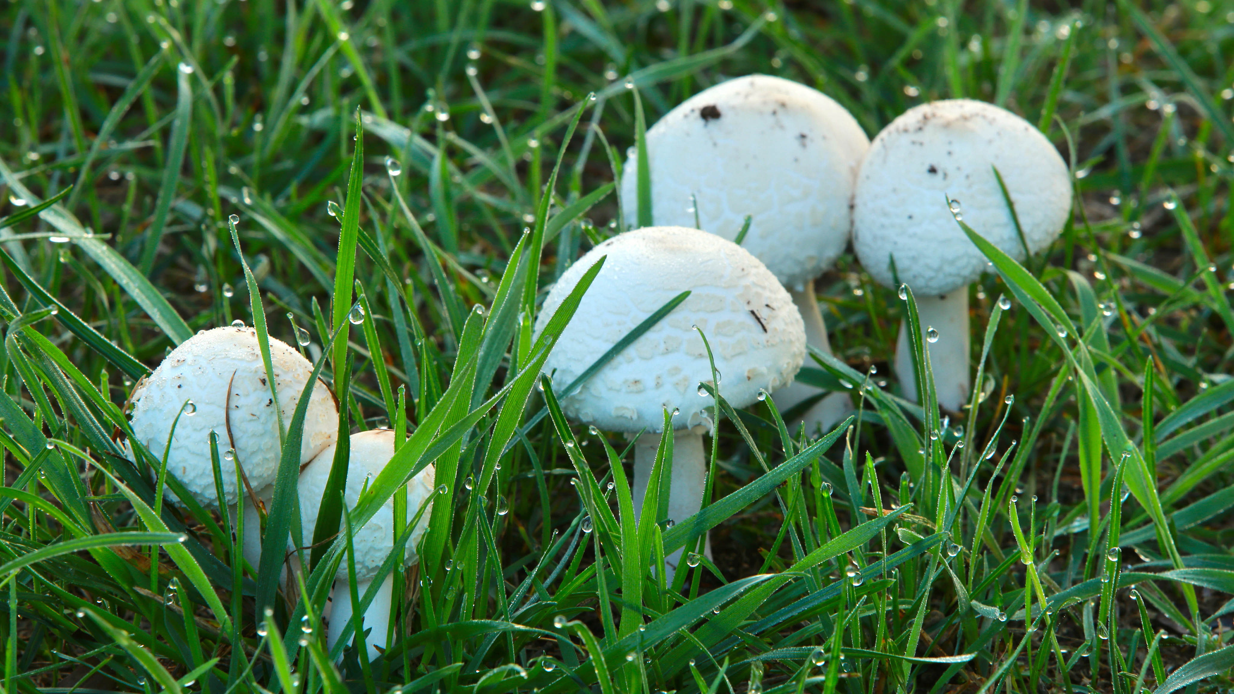 Get Rid Of Mushrooms In Your Yard