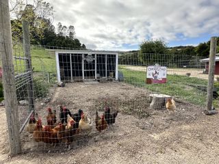 About a dozen chickens stand inside the outdoor chicken coop at Farm Blanc et Rouge bed and breakfast in Paso Robles, California