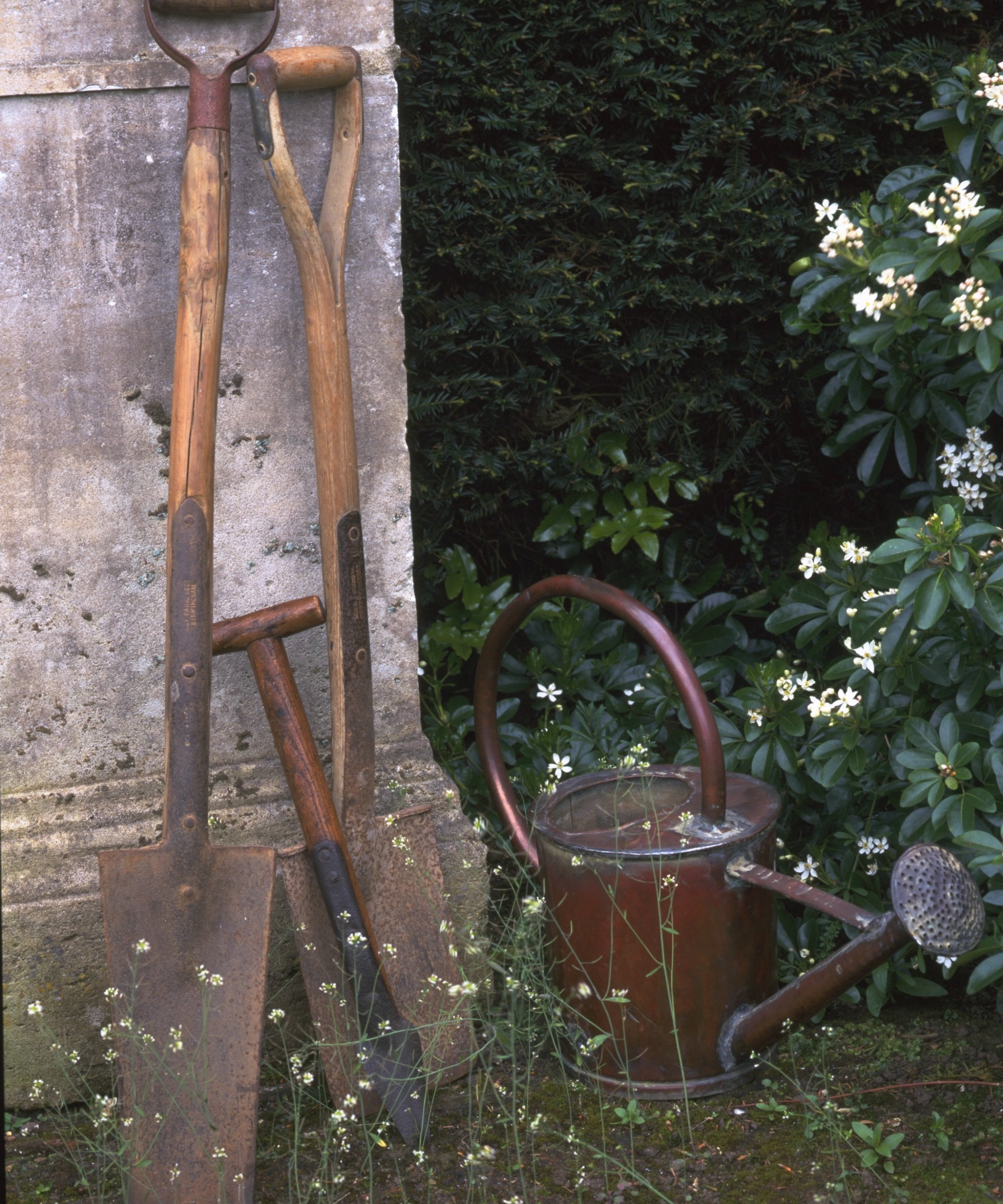 A plant dibber, two different spades, and a watering can outside of a garden shed