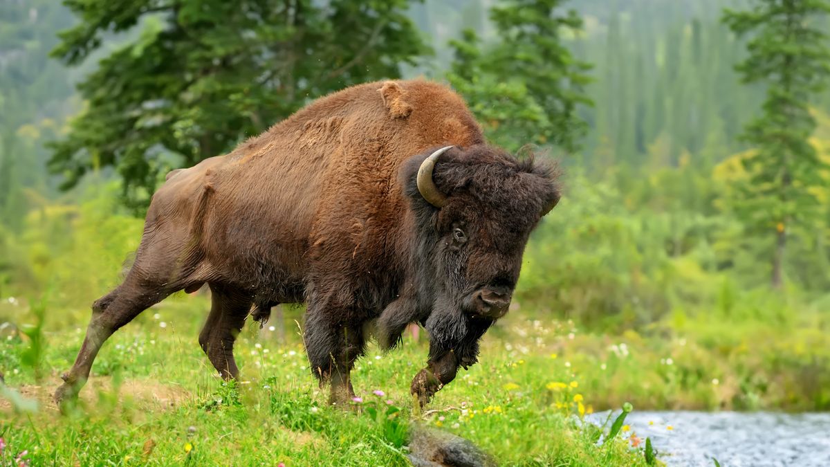 Bison charging at Yellowstone National Park