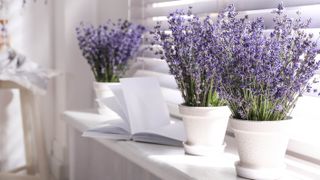 Three pots of lavender on a windowsill