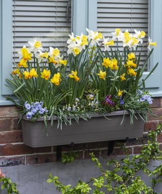 a window box in full bloom filled with daffodils and muscari
