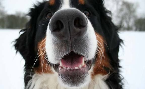 When You're Smiling, Your Dog Probably Knows It | Live Science