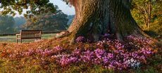 Cyclamen hederifolium at base of oak tree = H6141A