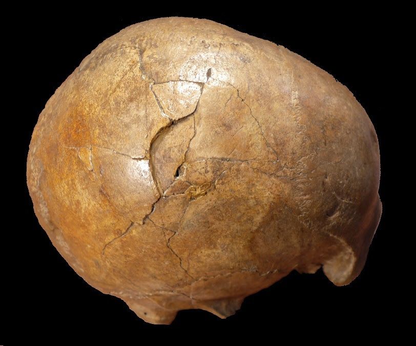 Paleolithic Skull