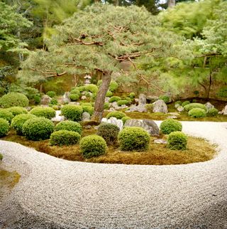 Zen garden ideas: large pine tree surrounded by shaped shrubs and gravel in Zen garden