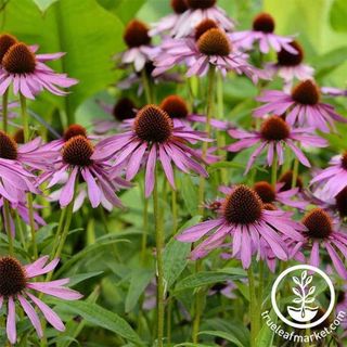 Purple Coneflower Seeds