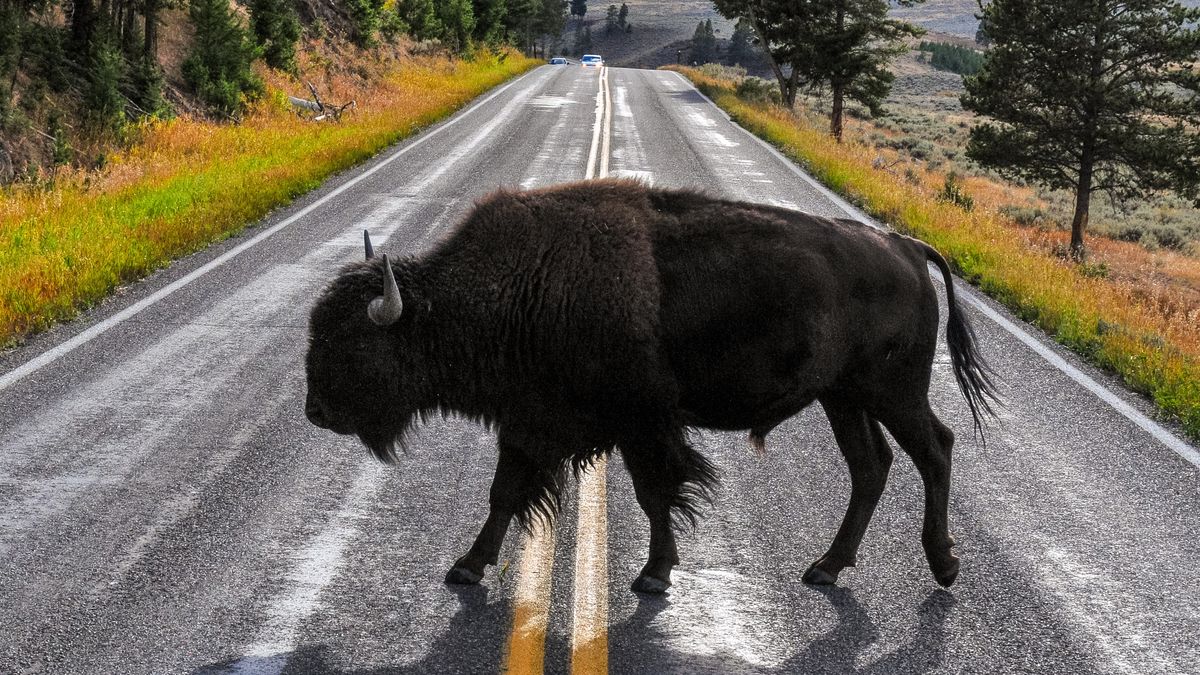 Huge bison loses patience with phone-toting Yellowstone tourist | Advnture