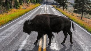Bison crossing road at Yellowstone National Park, USA