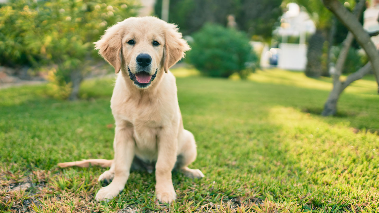 dog sitting in backyard with lawn and trees