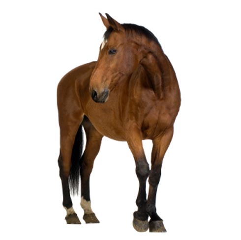 Chestnut-horse-copy-V2-HH2.jpg