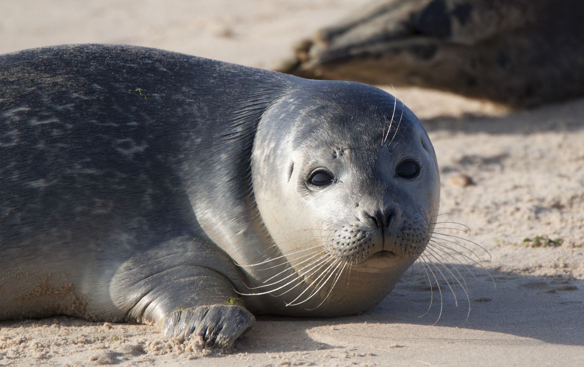 Stock phot of a seal pup.