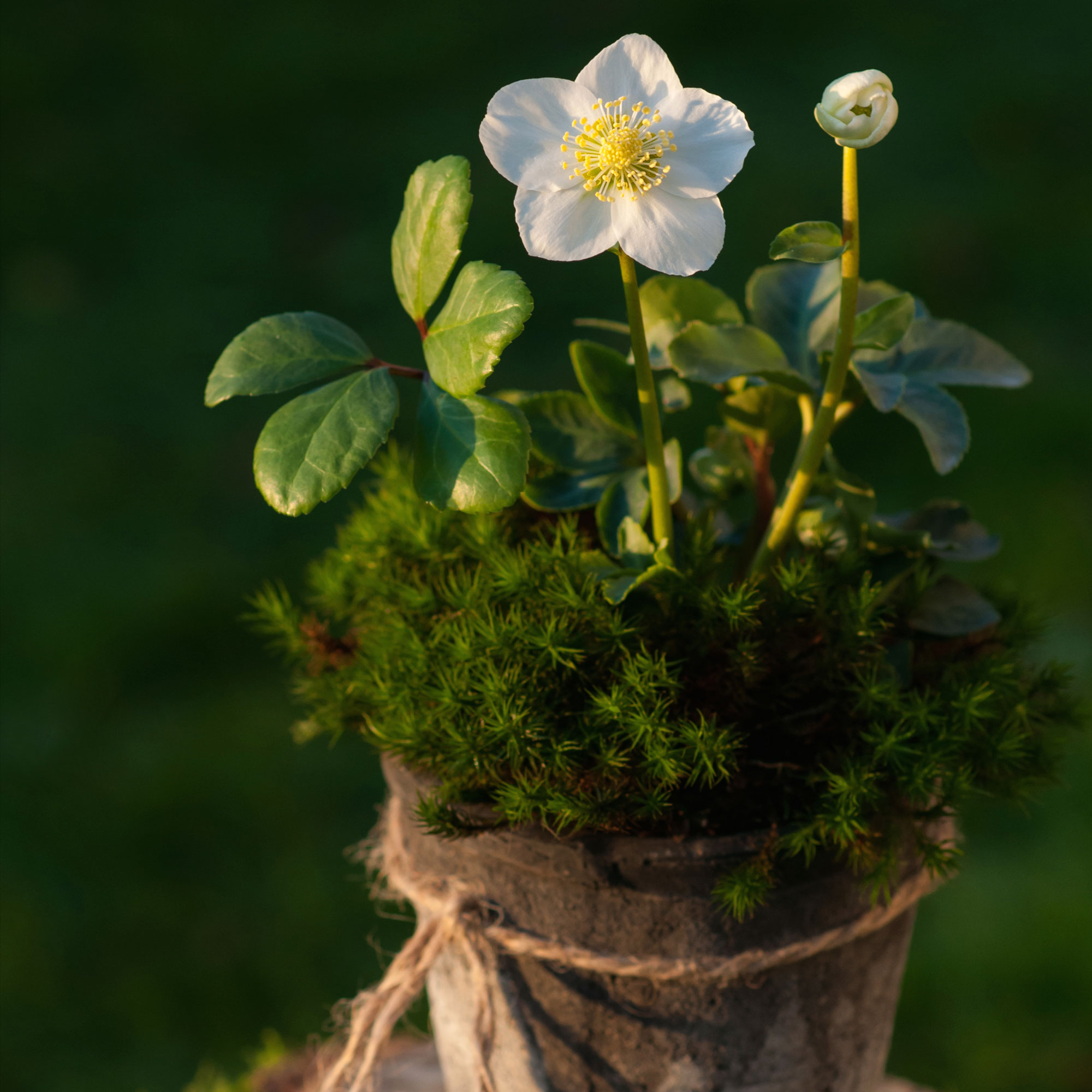 Hellebores Niger in a plant pot
