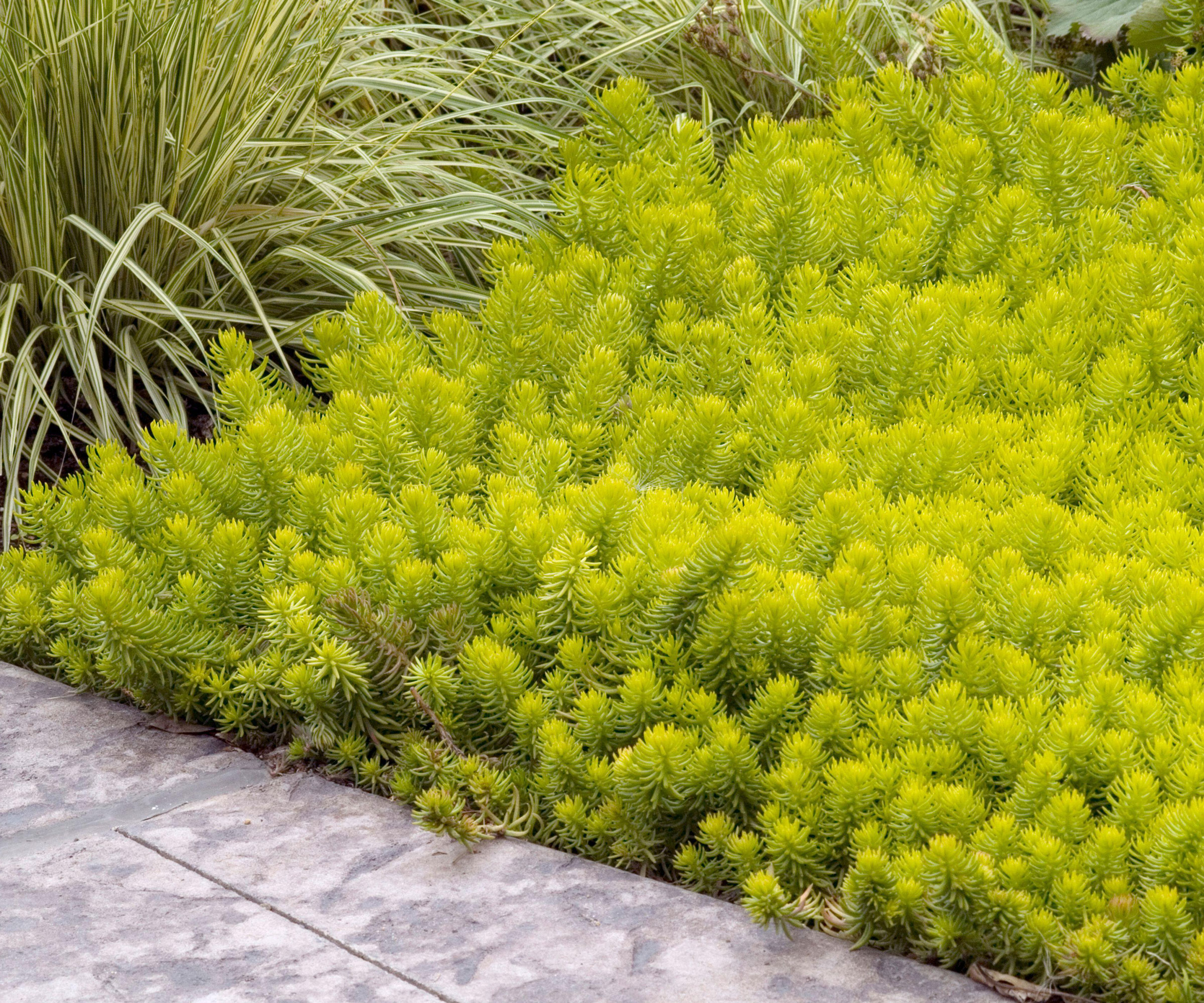 Sedum rupestre 'Angelina' with ornamental grass and edged with paving