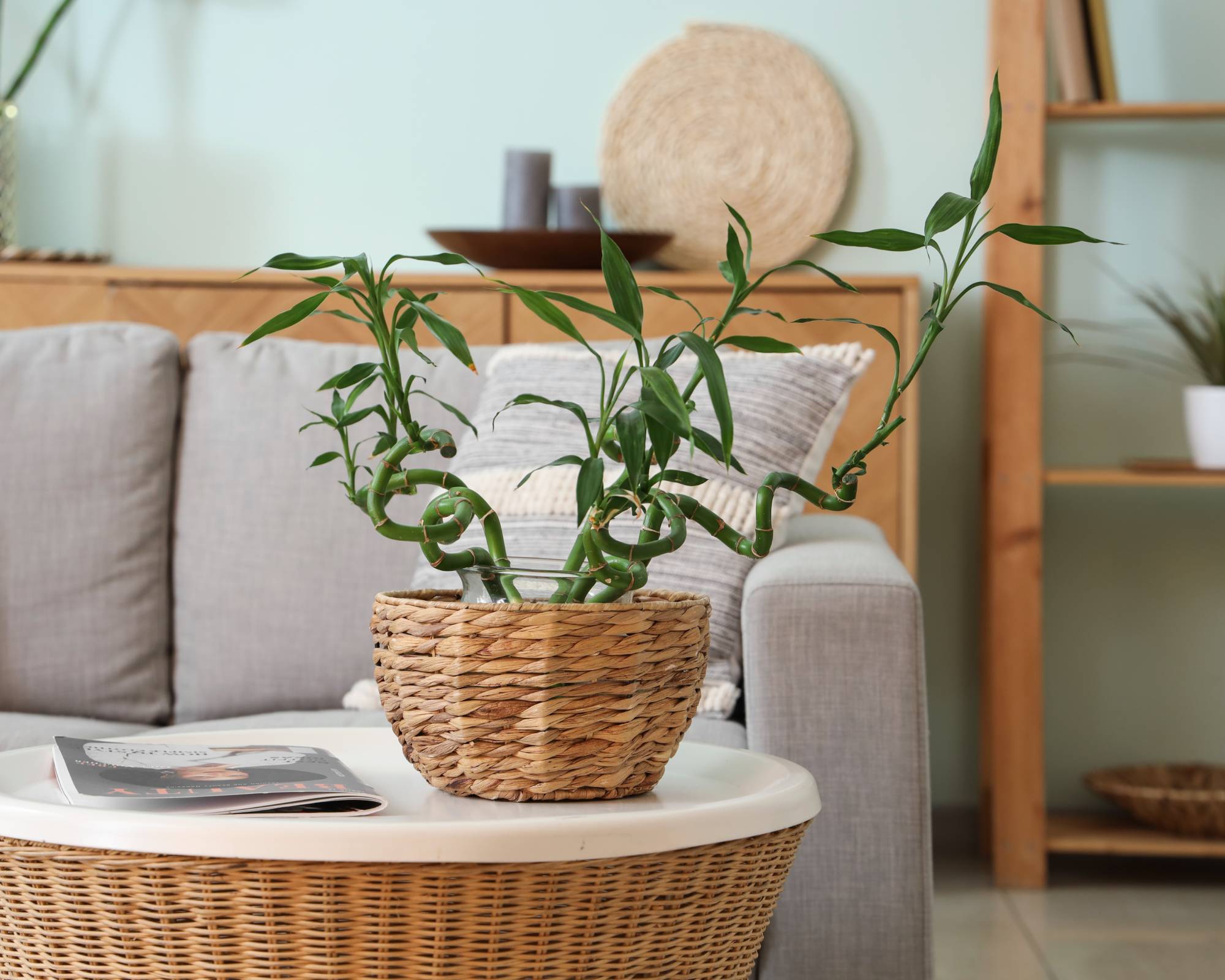 Lucky bamboo plant in living room
