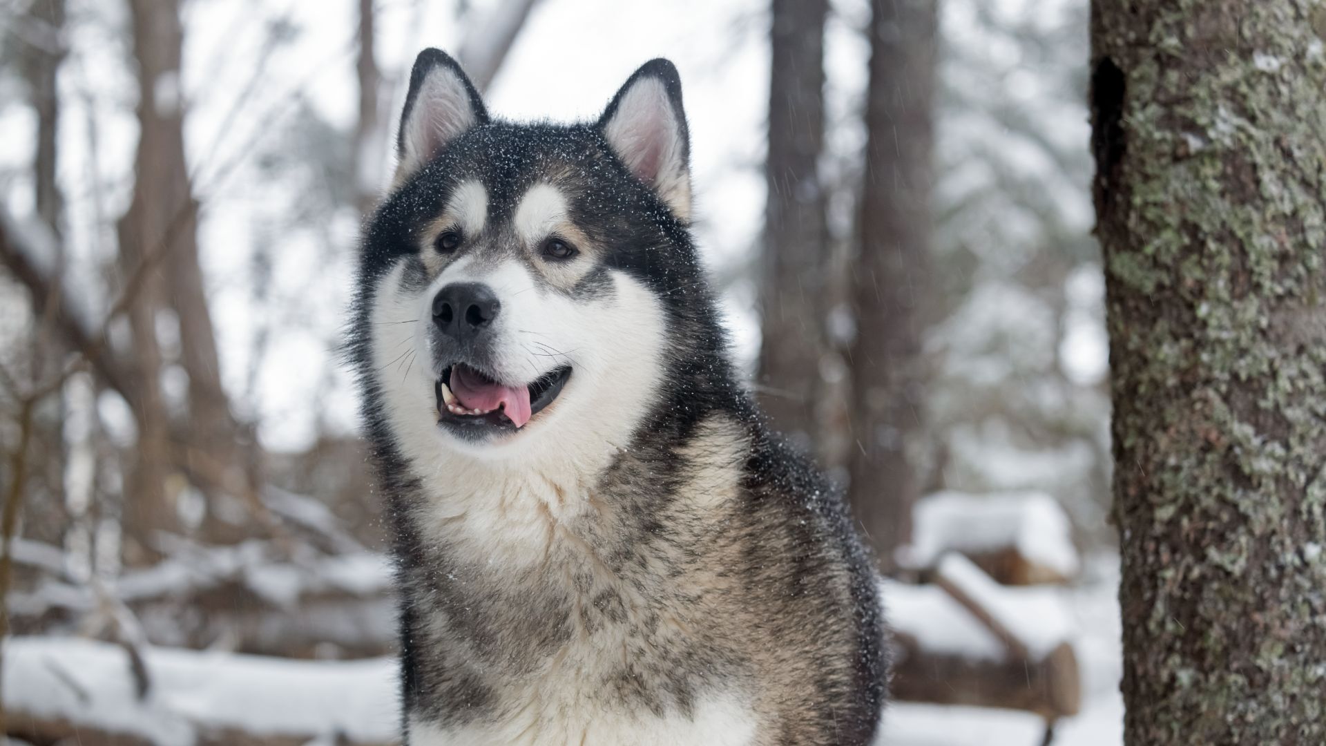 alaskan malamute in a snowy scene