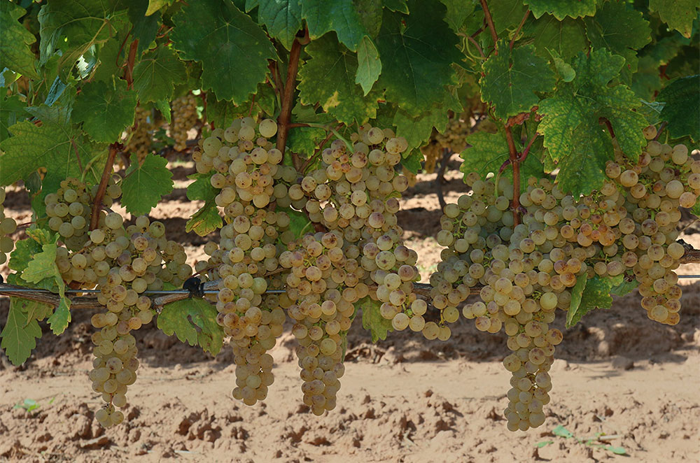 Tempranillo blanco grapes
