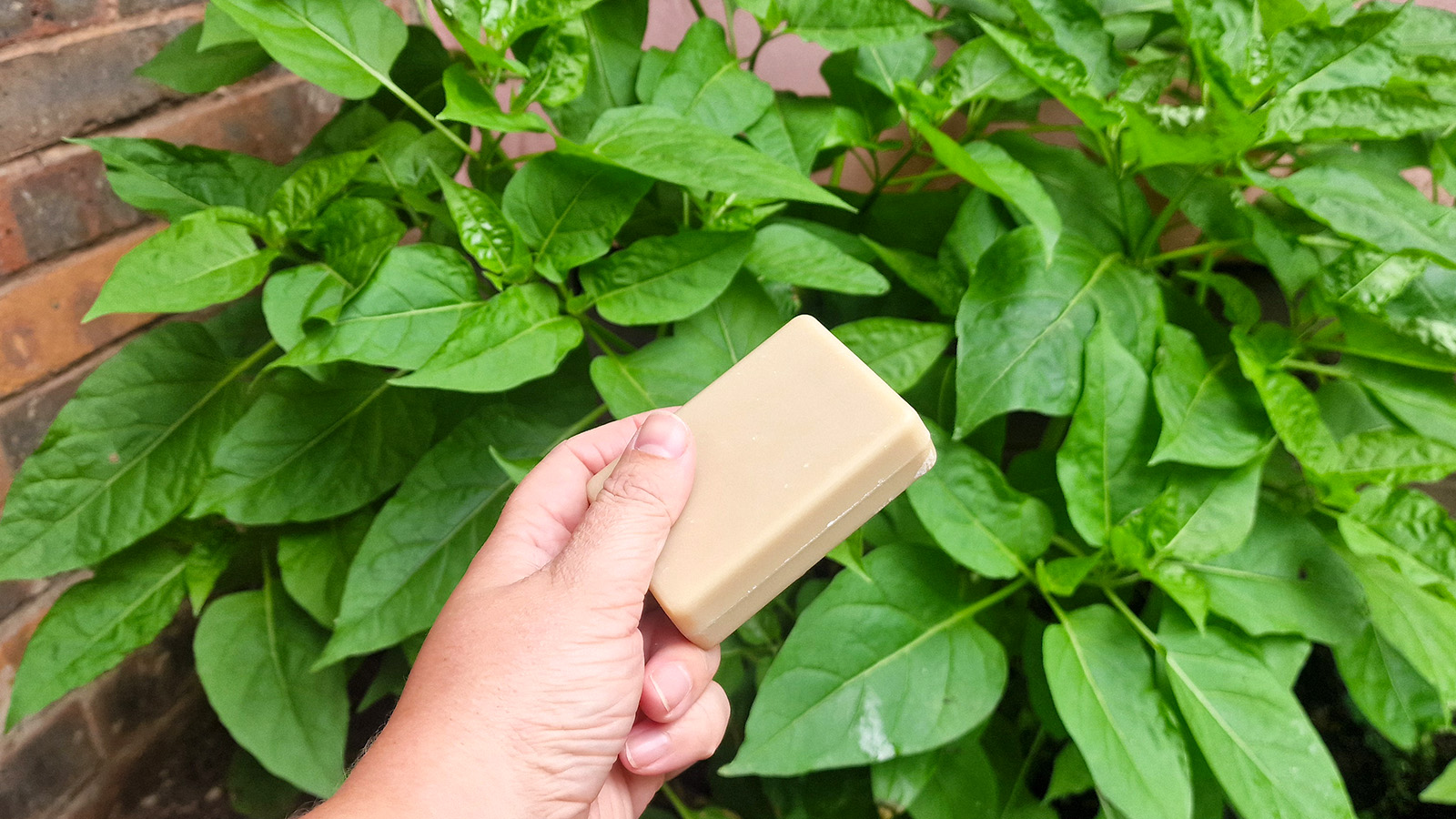 A bar of soap in front of a green plant