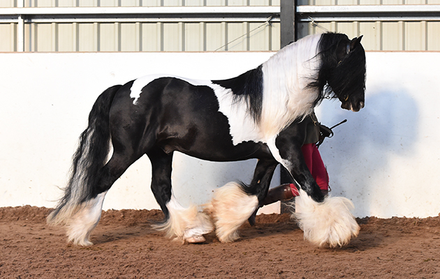 King Of The North Handler &amp;amp; producer Megan Hewitt Horse No 189, Megan Hewitt &amp;amp; King of the North winner of Class 3 (CHAPS (UK) Open In-hand Qualifier) at The North Yorkshire Showcase of Champions held at the Harrogate Riding Centre, near Harrogate in North Yorkshire in the UK on 29th January 2017