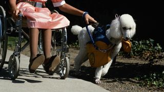 Poodle as service dog with girl in wheelchair