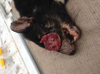 This is a photograph of a Tasmanian Devil with facial tumor.