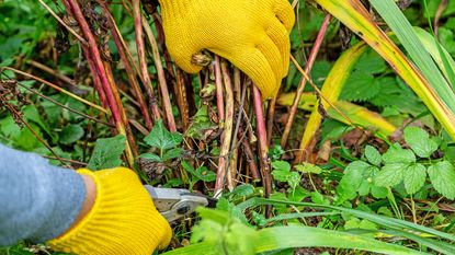 Gardener with yellow gloves prunes peonies