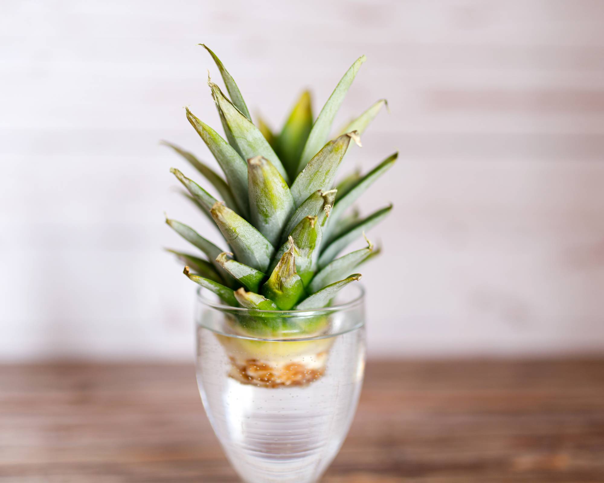How to grow pineapple top into plant