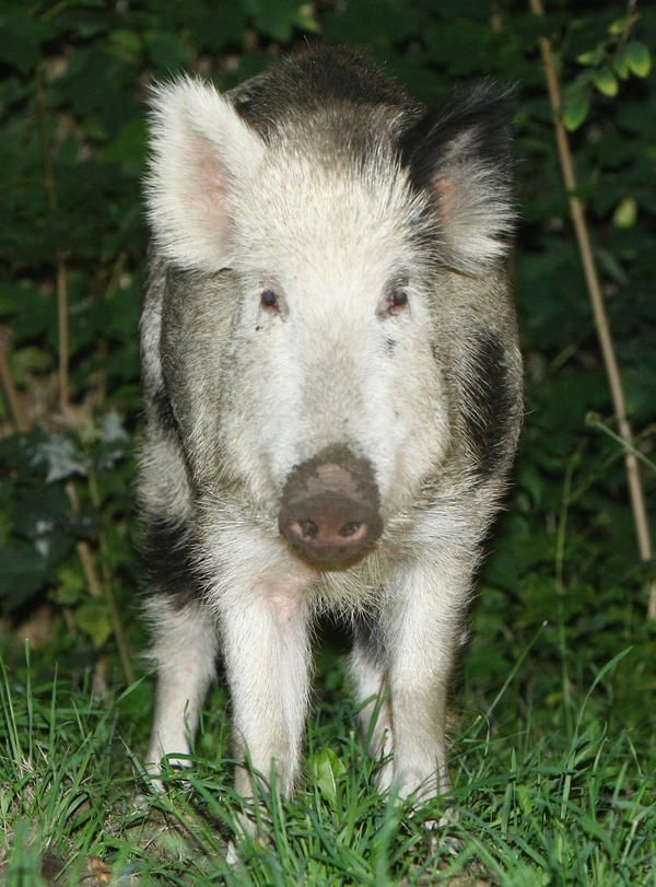 Germany is still full of radioactive boars, thanks to Chernobyl